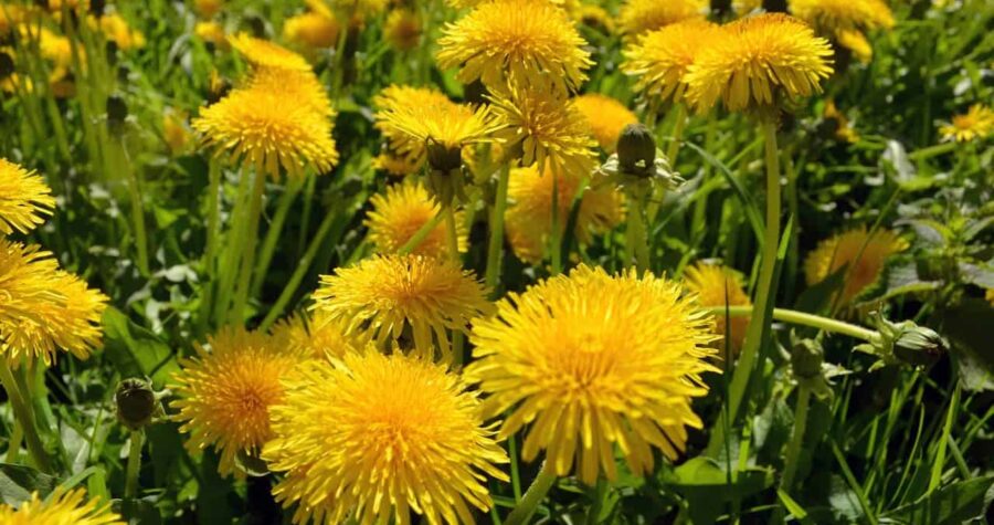 Field of bright yellow dandelion flowers in full bloom among green leaves and stems on sunny day
