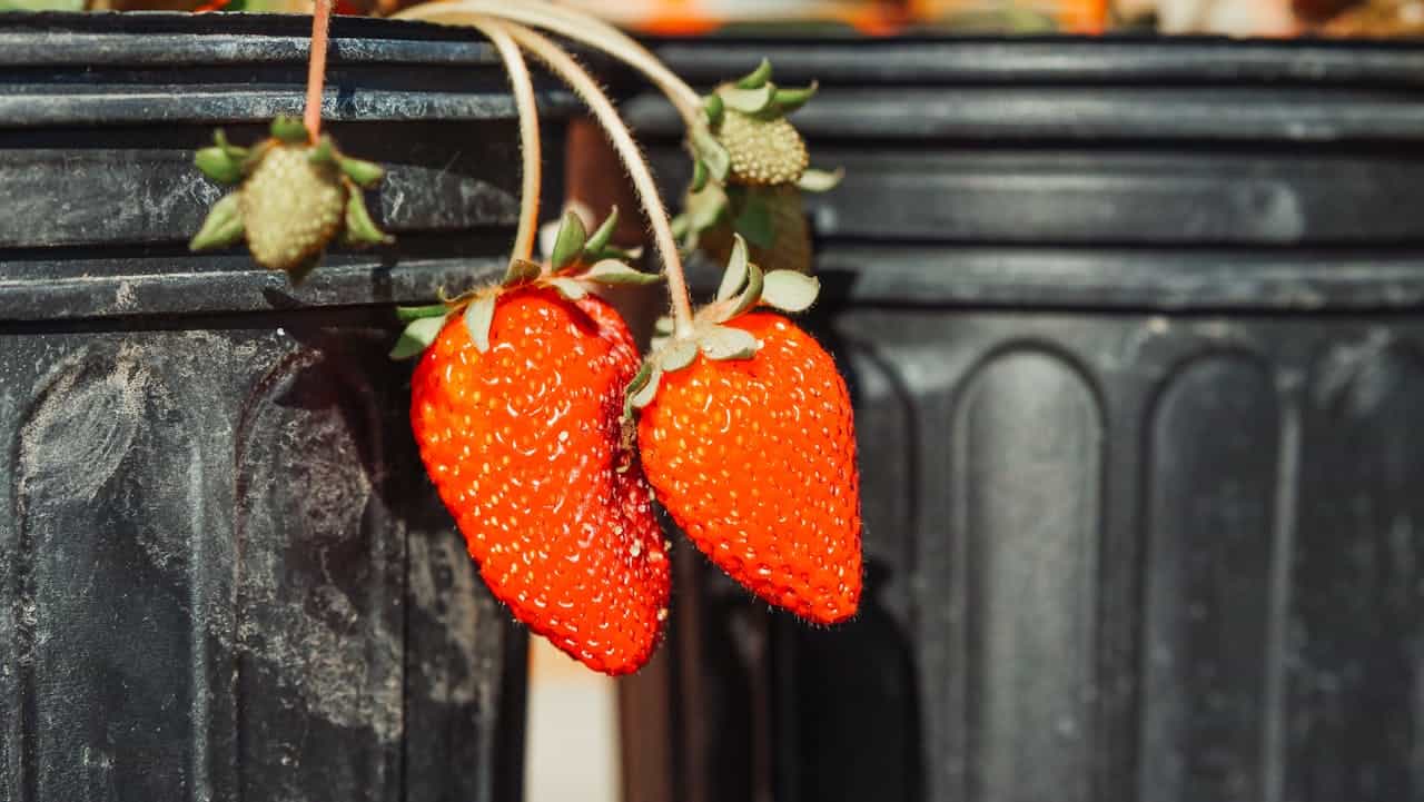 Close-up of two ripe red strawberries hanging from vines over a dark planter edge, with unripe green strawberries visible in background