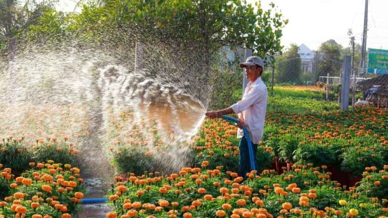 Person watering colorful flower garden with hose creating water spray in sunlight