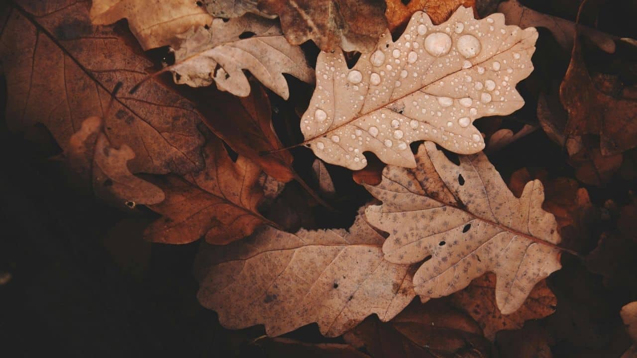 wet leaves