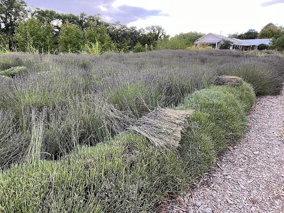 Lavender field with harvested bundles, gravel path along edge, white farmhouse in background, trees and cloudy sky overhead, rural setting with cultivated herb garden