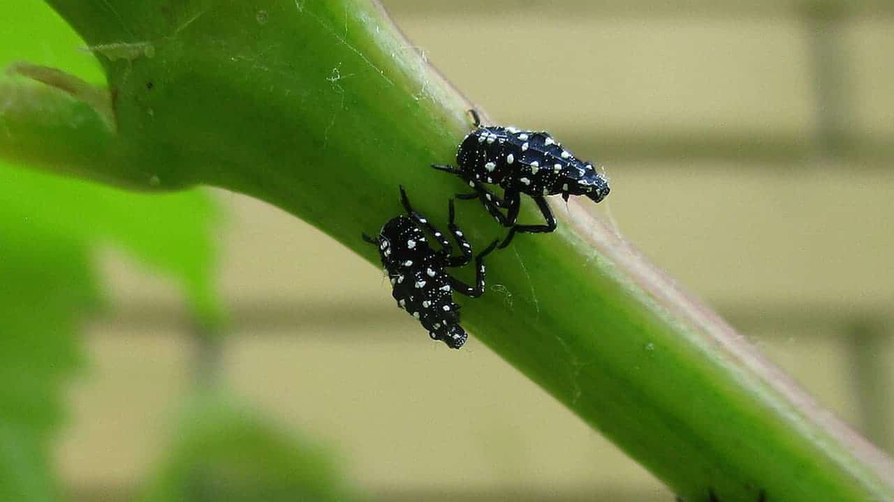 Two black spotted lanternfly nymphs with white spots crawling on bright green grape vine stem against blurred background