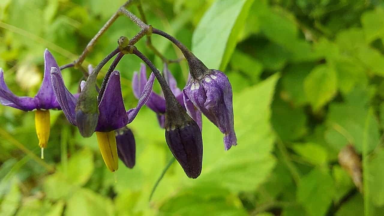 Purple climbing nightshade flowers with swept-back petals and prominent yellow stamens hanging from curved stems among green foliage