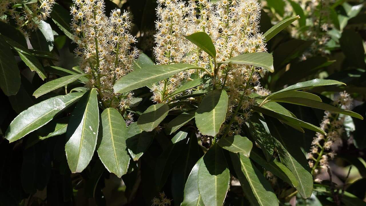 English laurel shrub with dense clusters of small white flowers on upright spikes above glossy dark green leaves