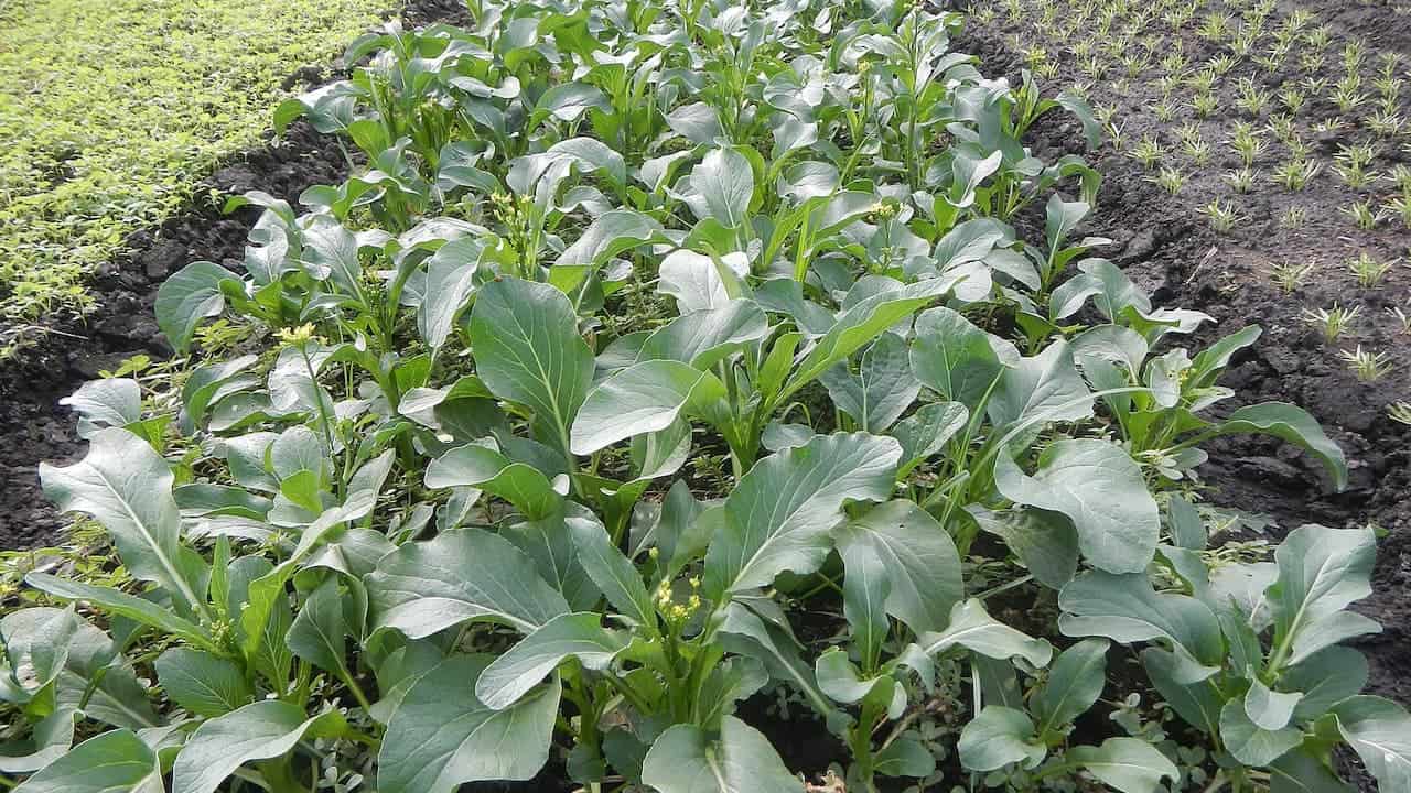 Dense patch of Chinese broccoli plants with broad green leaves growing in cultivated soil rows in an agricultural field setting