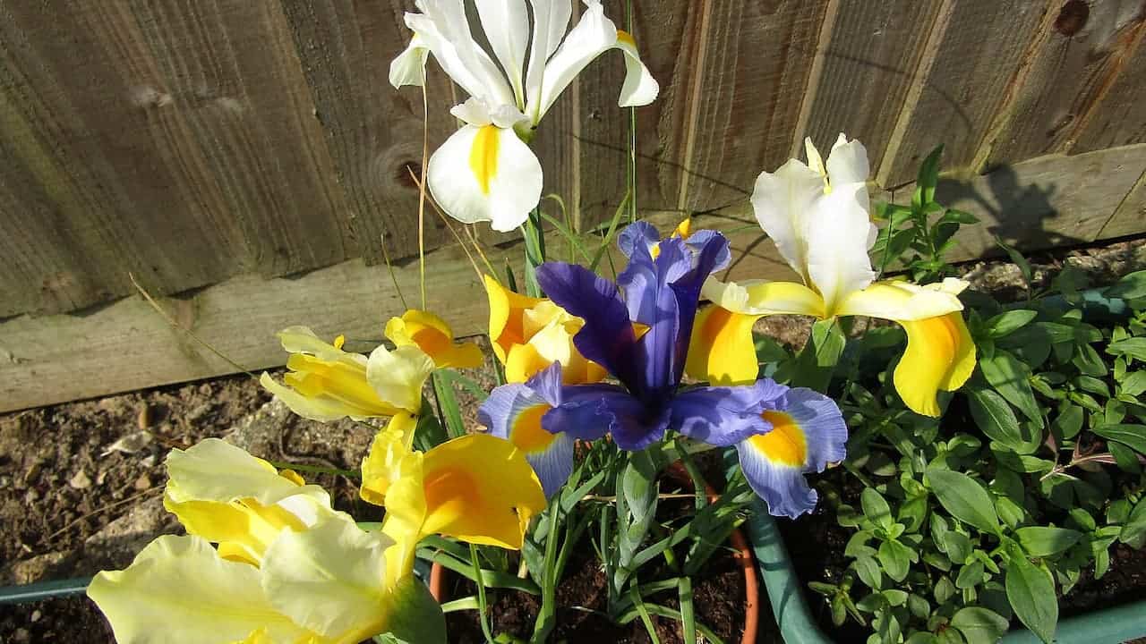 Colorful iris flowers in yellow, white, and purple blooming in a garden bed against wooden fence
