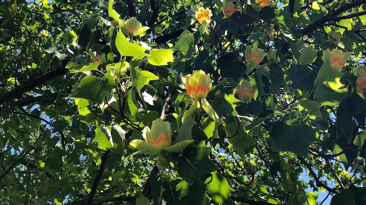 Tulip tree flowers with yellow-green petals and orange markings blooming among distinctive four-lobed leaves in dense canopy overhead