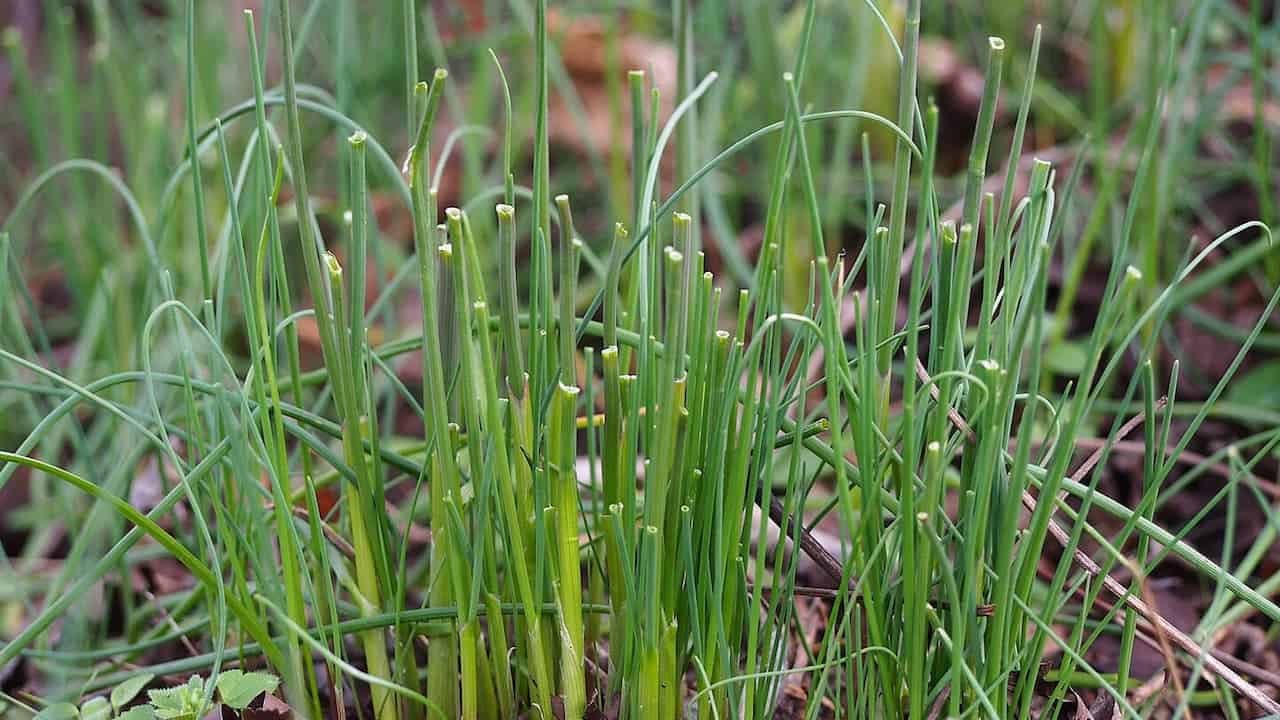 Dense clump of thin green garlic grass with tubular hollow stems growing in garden setting with blurred colorful background