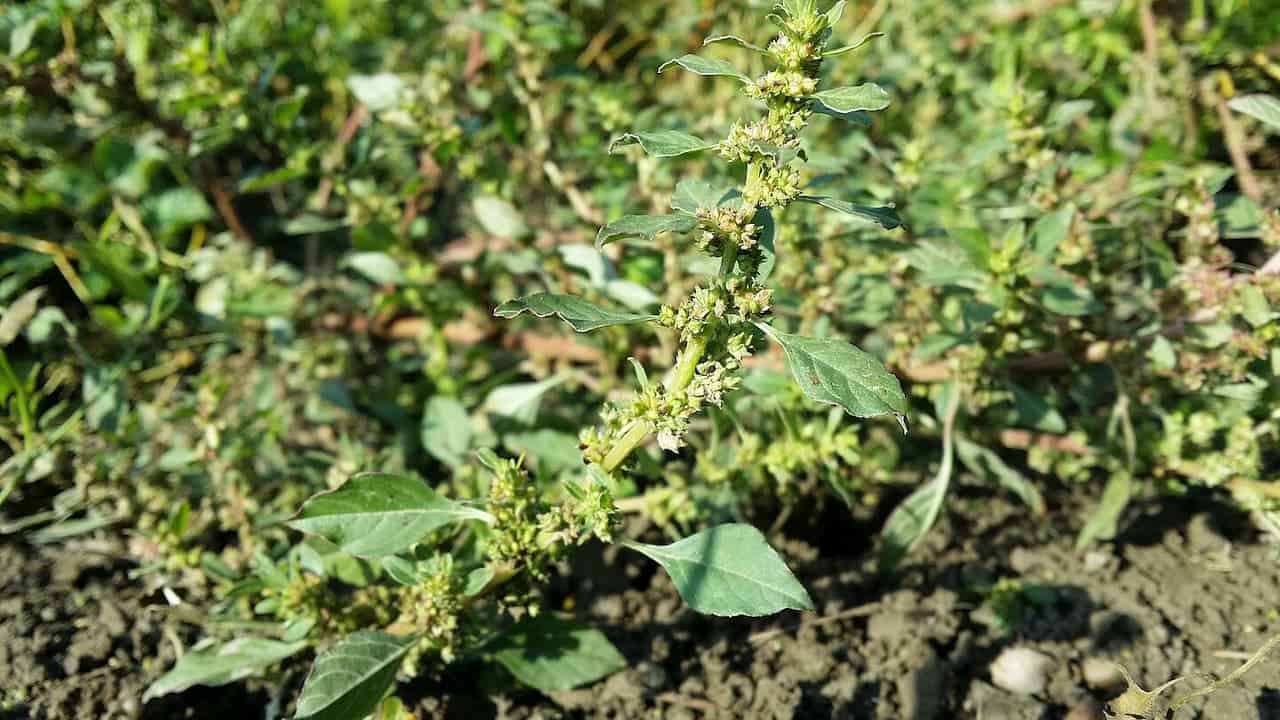 Tall pigweed plant with dense green flower spikes growing vertically along stem with oval leaves in natural setting