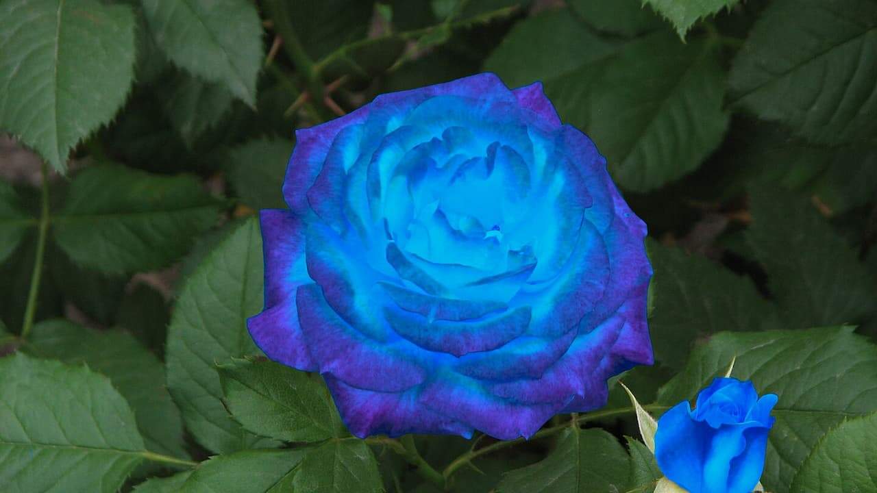 Large blue rose bloom with purple edges surrounded by green serrated leaves, with smaller blue bud visible