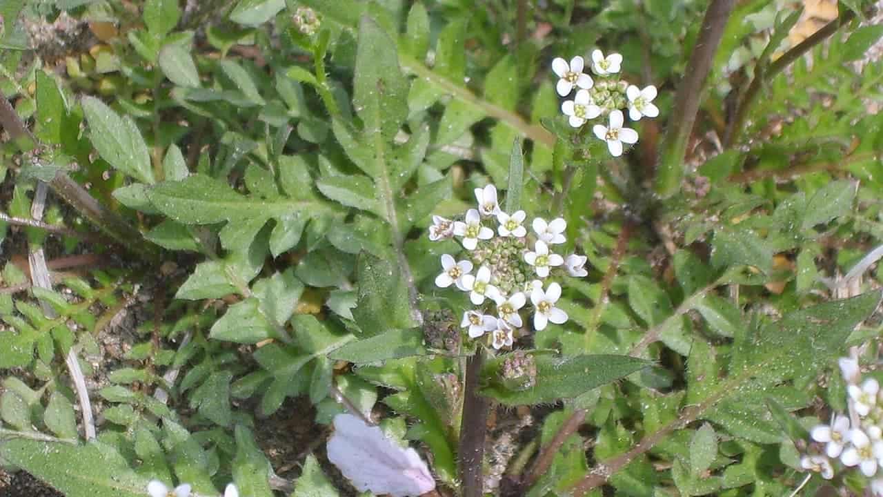 Shepherd's purse weed with small white four-petaled flowers on tall stems growing among mixed green vegetation and debris