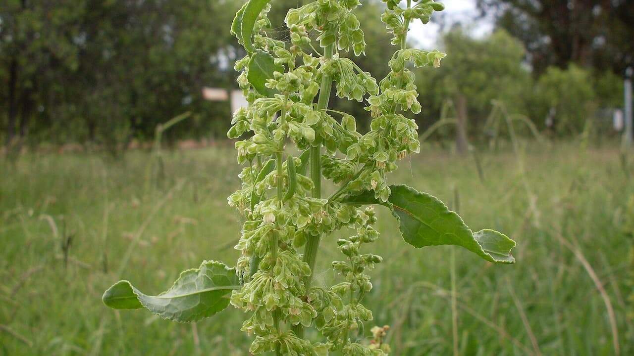 Curled dock plant with tall flowering spike of green clustered seeds and large wavy-edged leaves in grassy field