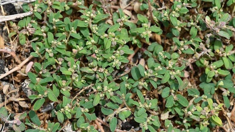 Spotted spurge plants with small oval leaves and tiny white flowers growing as low ground cover