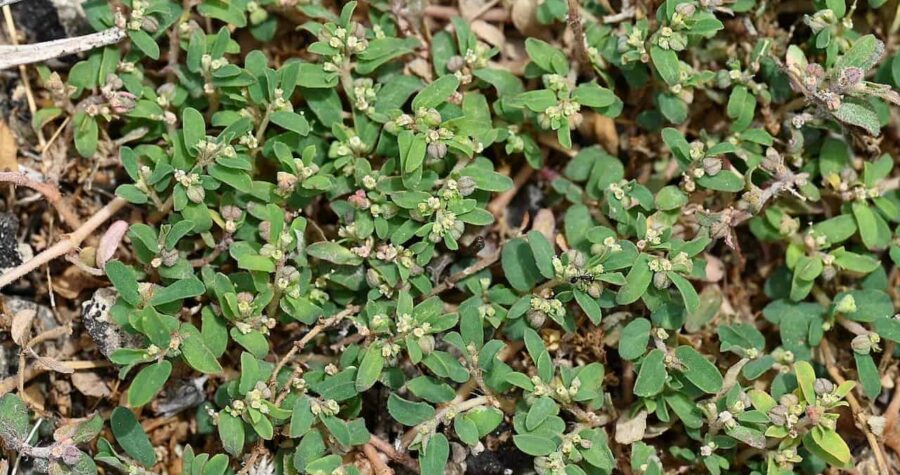 Spotted spurge plants with small oval leaves and tiny white flowers growing as low ground cover