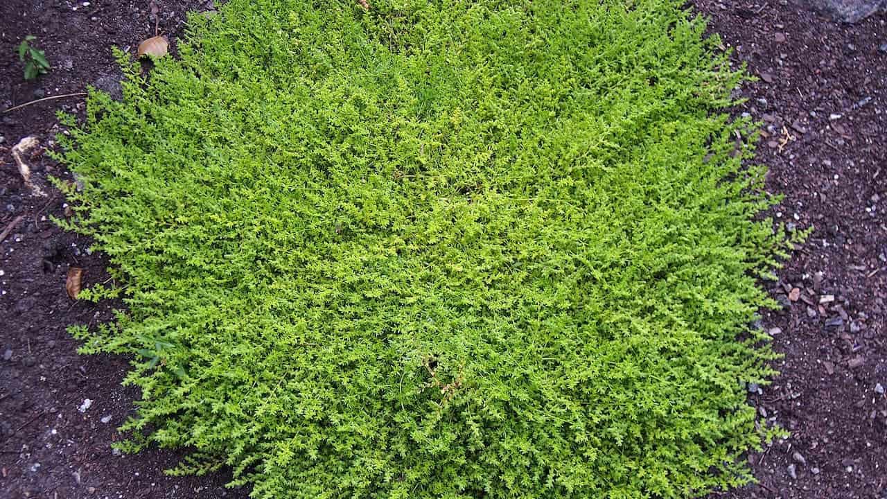 Dense mat of bright green carpet rupturewort with tiny leaves forming thick ground cover on dark soil