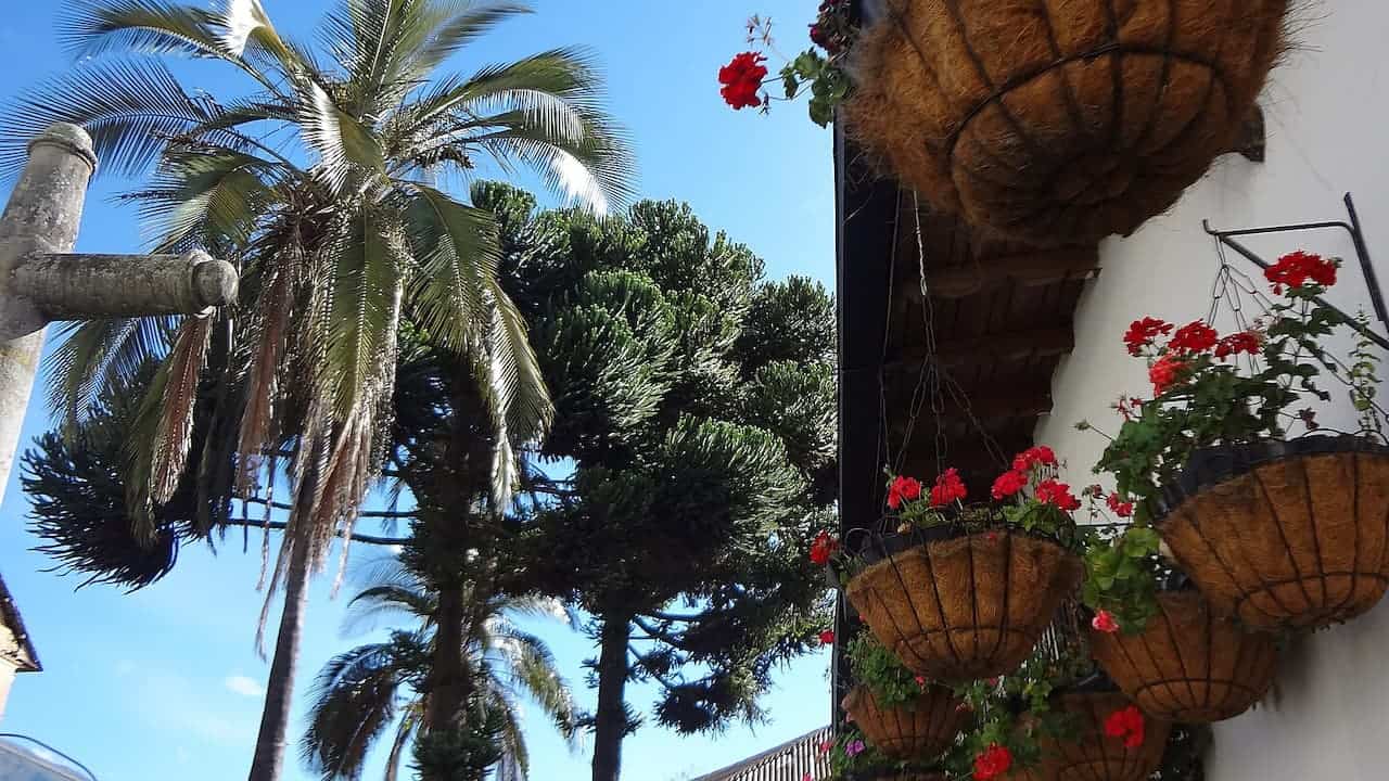 Hanging coconut fiber planters with red geraniums mounted on white wall, with palm trees and blue sky visible in background