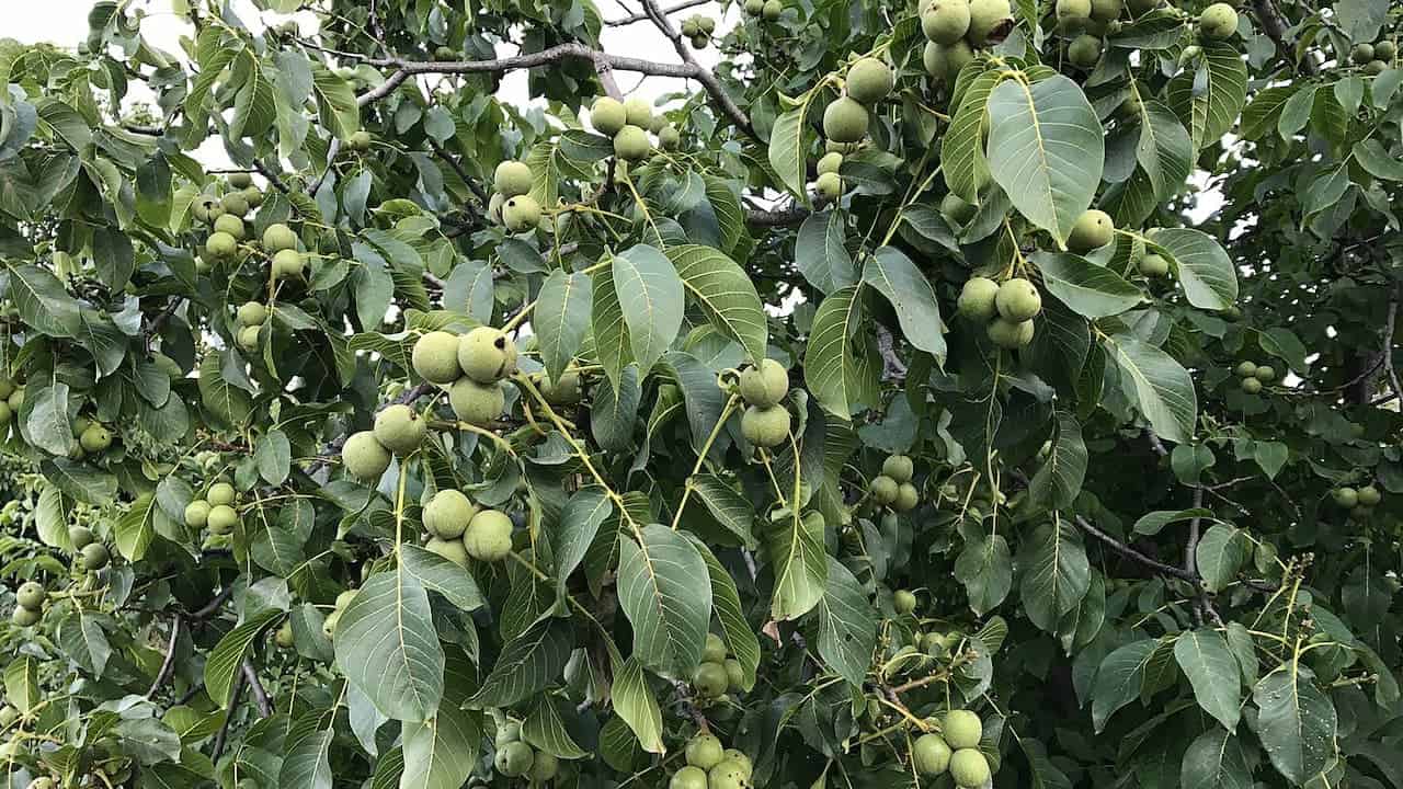 Walnut tree with green compound leaves and clusters of unripe green walnuts hanging from branches against sky background