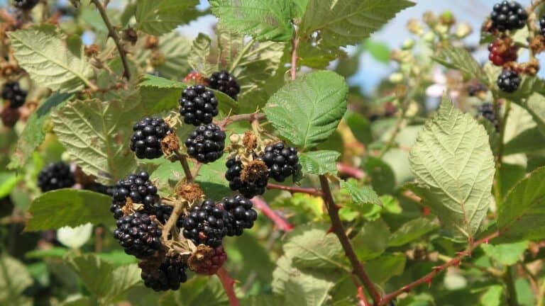 Ripe black Himalayan blackberries growing on thorny canes with serrated green leaves in natural outdoor setting