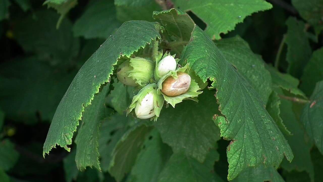 Developing hazelnut clusters in green husks growing on branches with large serrated leaves in natural woodland setting