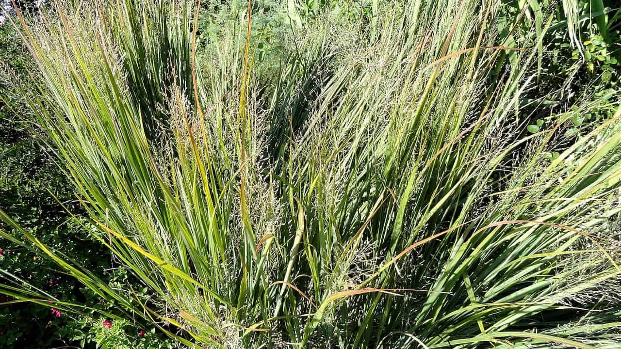 Large clump of switchgrass with tall narrow green and golden blades forming an upright fountain-like ornamental grass display