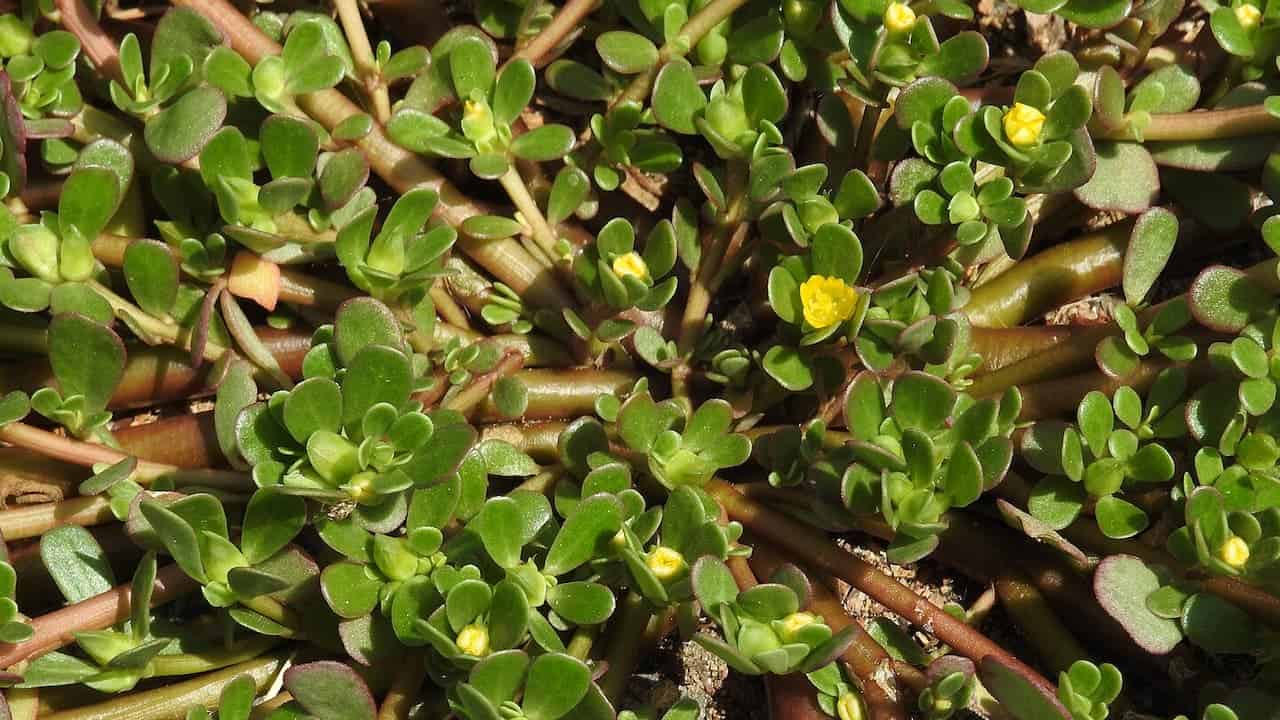 Purslane plants with thick succulent leaves and reddish stems forming dense mat with small yellow flowers