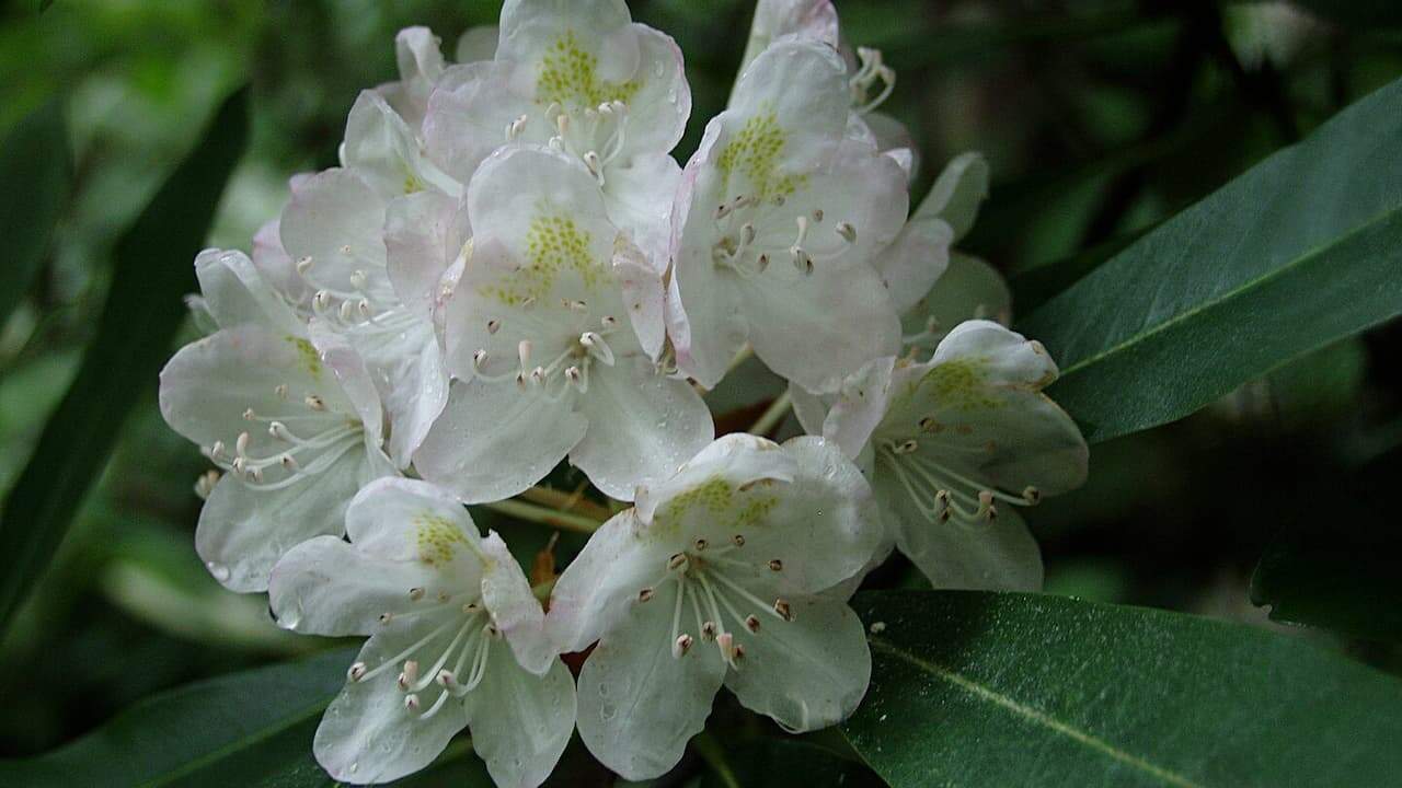 White rhododendron maximum flowers with yellow-green spotted throats and prominent stamens clustered together above dark green evergreen leaves