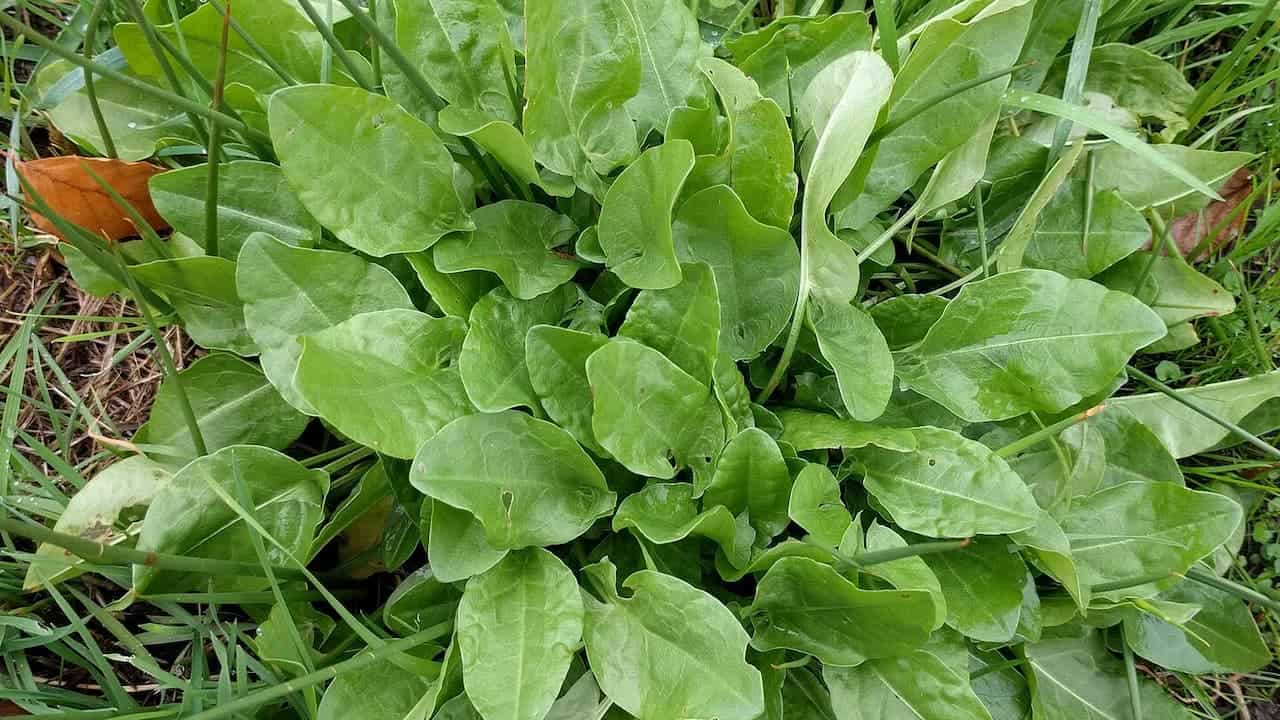 Dense cluster of sorrel plants with bright green arrow-shaped leaves growing naturally among grass and dried vegetation on ground
