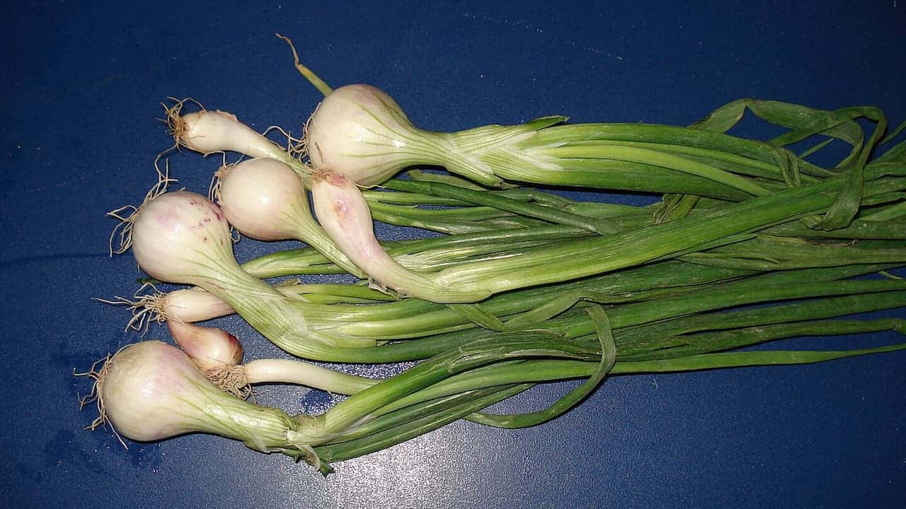 Fresh spring onions with white bulbs and long green tops arranged on a dark blue surface