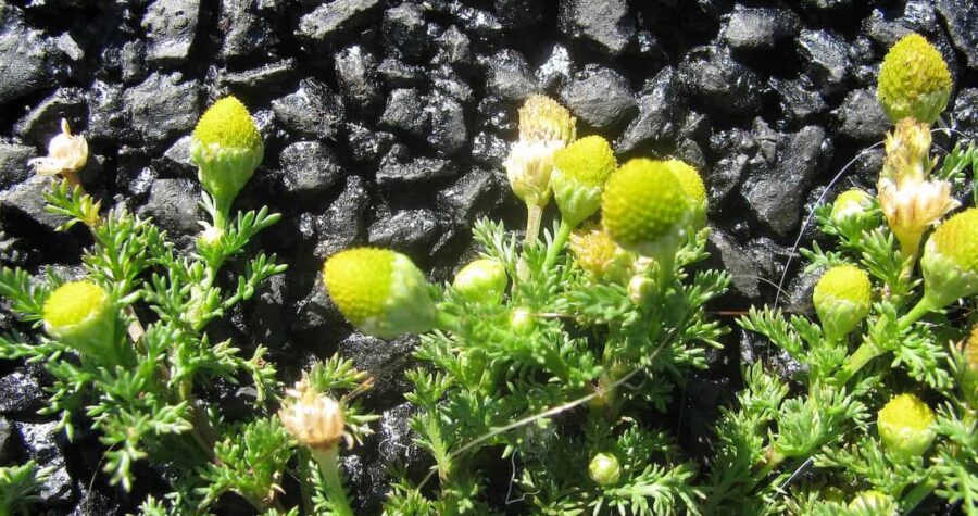 Pineapple weed plants with bright yellow-green dome-shaped flower heads and feathery leaves growing on rocky asphalt surface