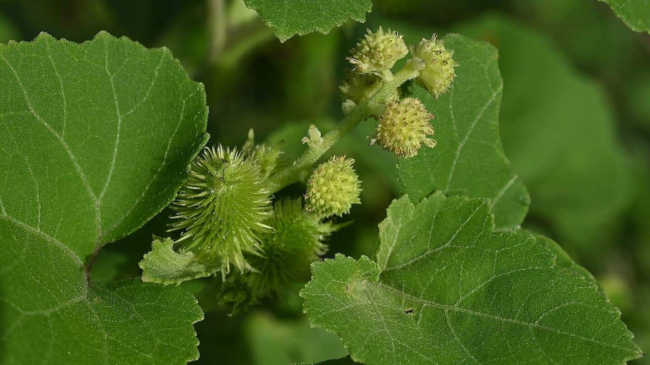 Cocklebur plant with serrated green leaves and spiky green seed pods clustered together in natural outdoor setting