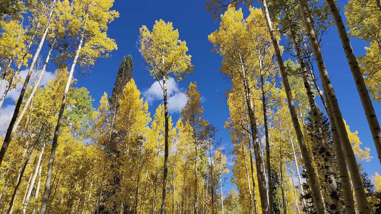 Tall aspen trees with golden autumn leaves and white bark trunks reaching toward bright blue sky with clouds