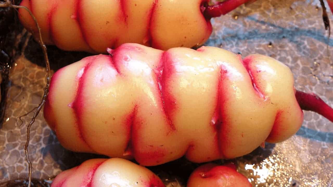 Oca tubers with cream-colored flesh and bright pink-red striped skin displayed on reflective surface with water droplets