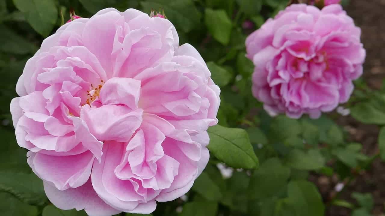 Two large pink David Austin roses with multiple layered petals in full bloom surrounded by green foliage in garden