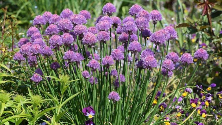 Purple chive flowers blooming on tall green stems in garden bed with mixed wildflowers and colorful plants in background