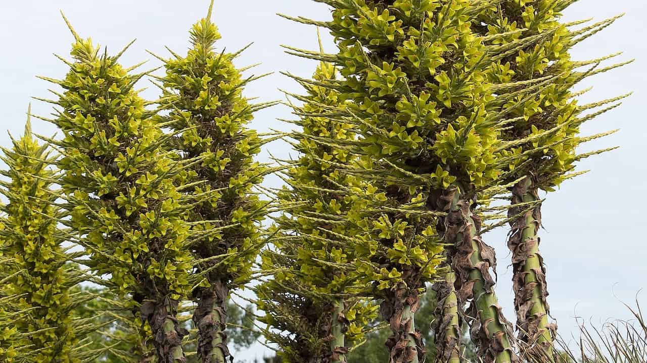 Tall Puya chilensis plants with spiky green rosettes atop thick brown trunks against overcast sky in natural setting
