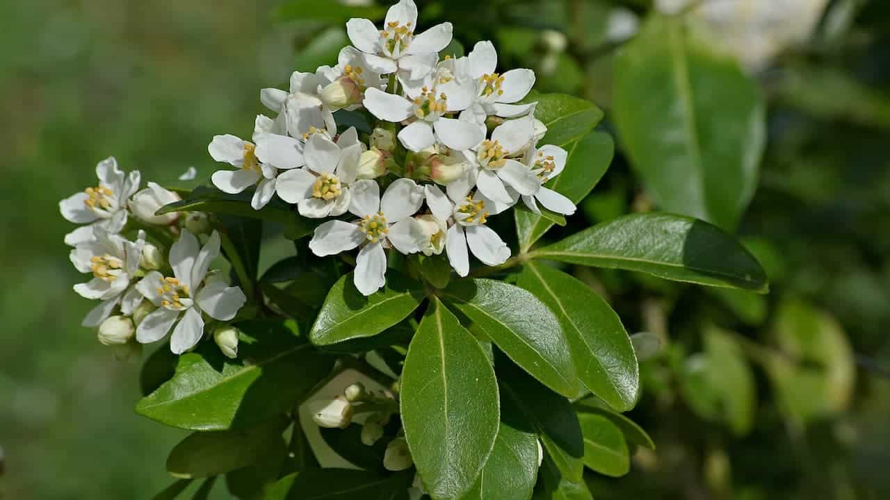 Clusters of small white Mexican orange blossom flowers with yellow centers and oval green leaves on flowering shrub branches