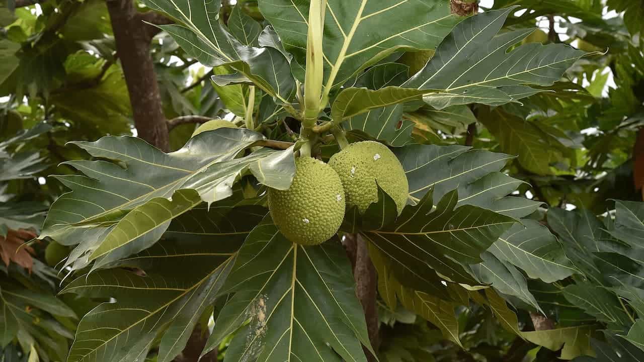 Breadnut tree with large green textured fruits hanging from branches surrounded by broad tropical leaves in forest setting