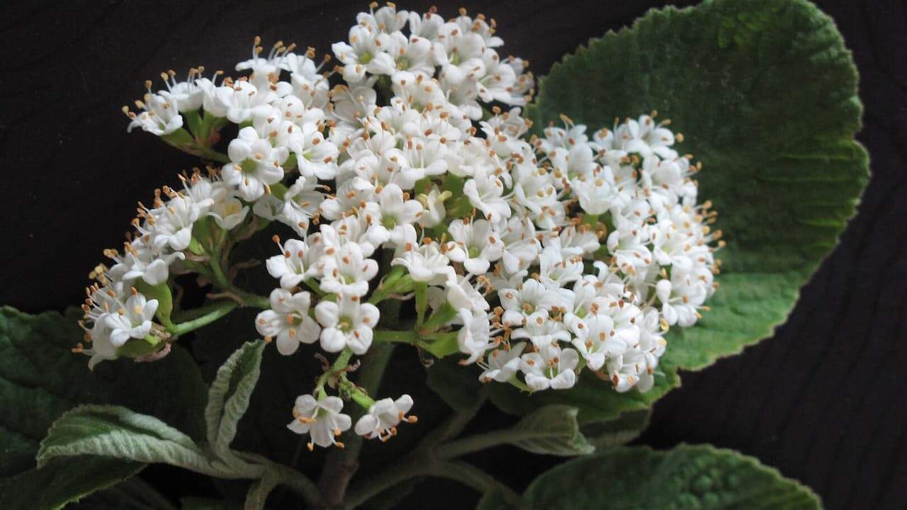 Dense cluster of small white native viburnum flowers with prominent stamens and orange anthers alongside large textured green leaves