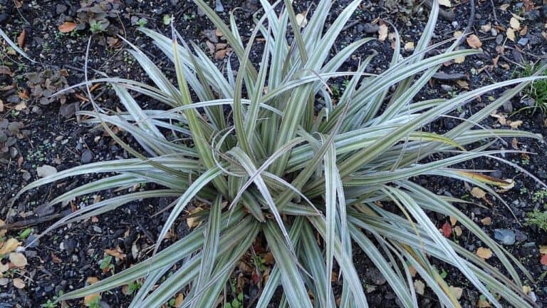 Astelia nervosa 'Westland' plant with long arching silvery-green striped leaves growing from center on dark mulched ground