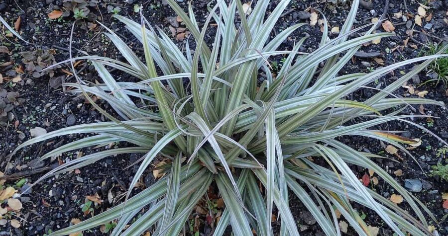 Astelia nervosa 'Westland' plant with long arching silvery-green striped leaves growing from center on dark mulched ground