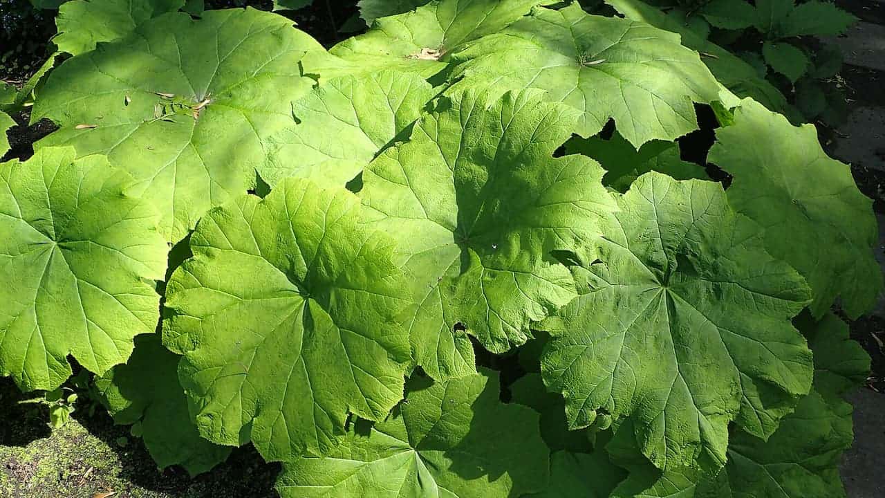 Large green Astilboides Tabularis rounded leaves with prominent radiating veins growing in dense clusters, displaying the characteristic umbrella-like foliage pattern