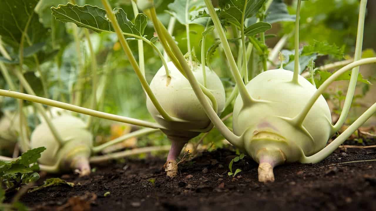 Kohlrabi plants growing in garden soil with pale green bulbous stems and leafy green tops emerging from earth