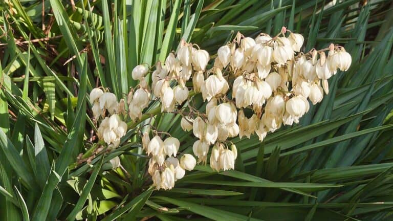 Adam's Needle yucca plant with drooping clusters of creamy white bell-shaped flowers among long sword-like green leaves