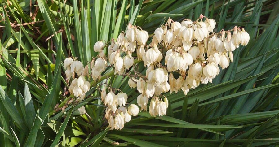 Adam's Needle yucca plant with drooping clusters of creamy white bell-shaped flowers among long sword-like green leaves