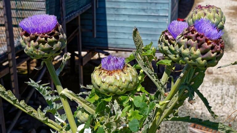 Four artichoke plants with vibrant purple thistle-like flowers blooming from green scaled buds on tall stems in garden setting