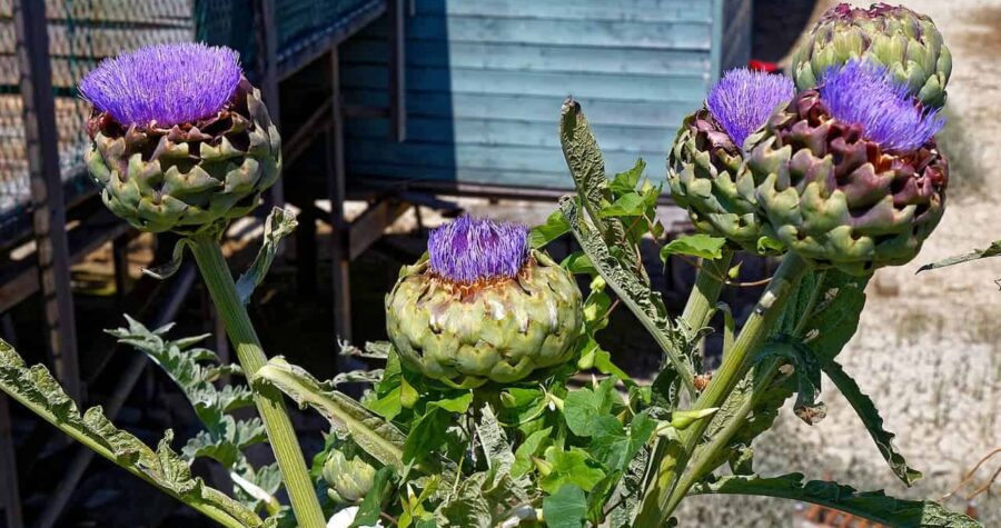 Four artichoke plants with vibrant purple thistle-like flowers blooming from green scaled buds on tall stems in garden setting
