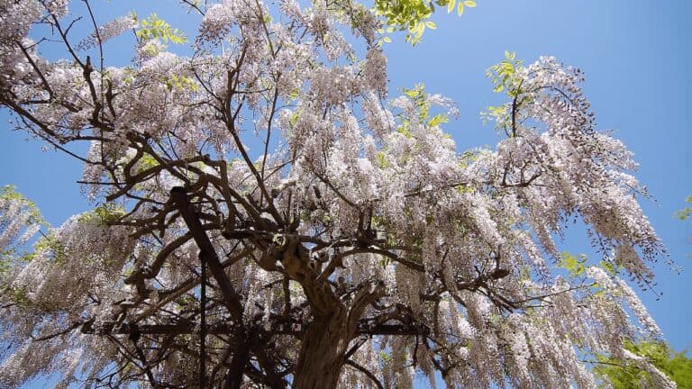 Japanese Wisteria tree with cascading clusters of pale purple flowers hanging from twisted branches against clear blue sky