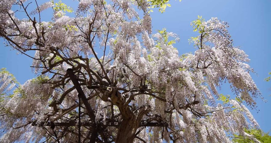 Japanese Wisteria tree with cascading clusters of pale purple flowers hanging from twisted branches against clear blue sky