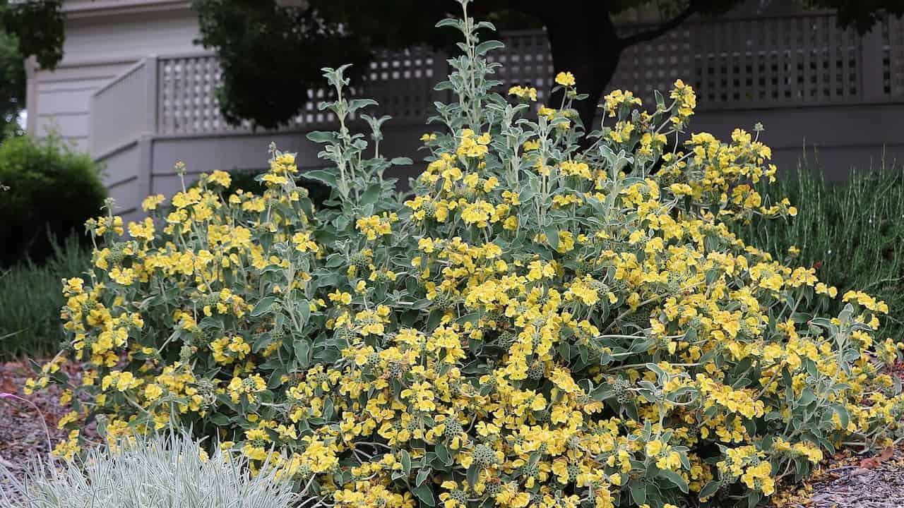 Large Jerusalem Sage shrub with abundant yellow flowers and gray-green foliage in landscaped garden bed near house