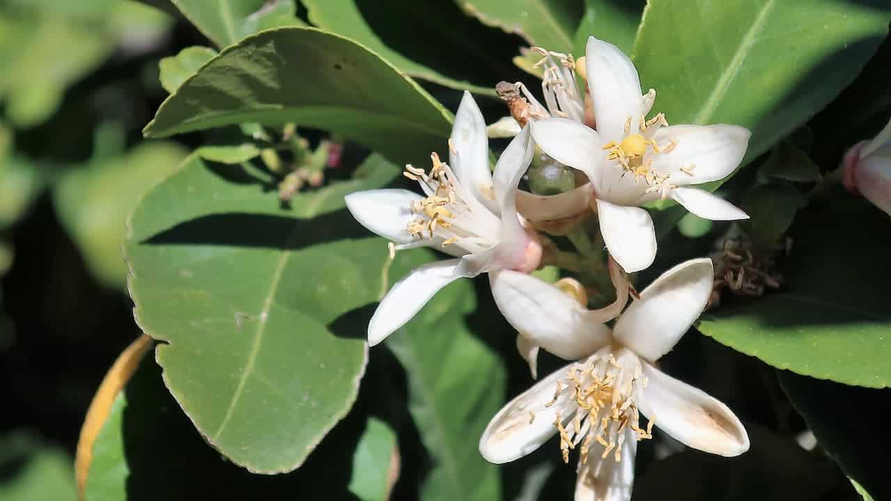 White lemon blossoms with yellow centers and prominent stamens blooming among bright green oval leaves on citrus tree branches